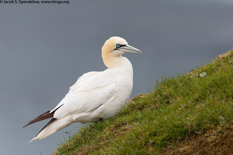 Northern Gannet