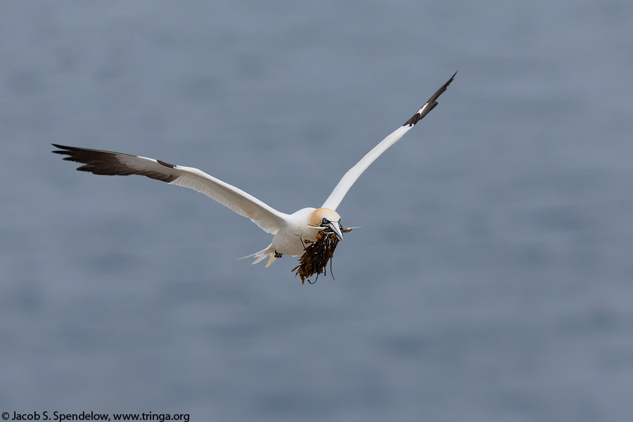 Northern Gannet