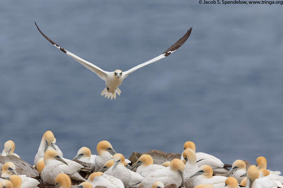 Northern Gannet