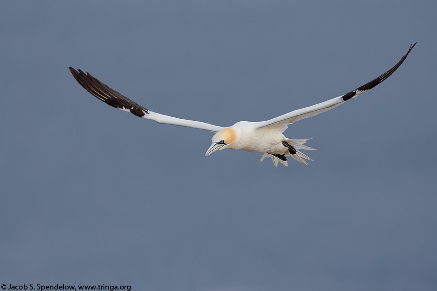 Northern Gannet