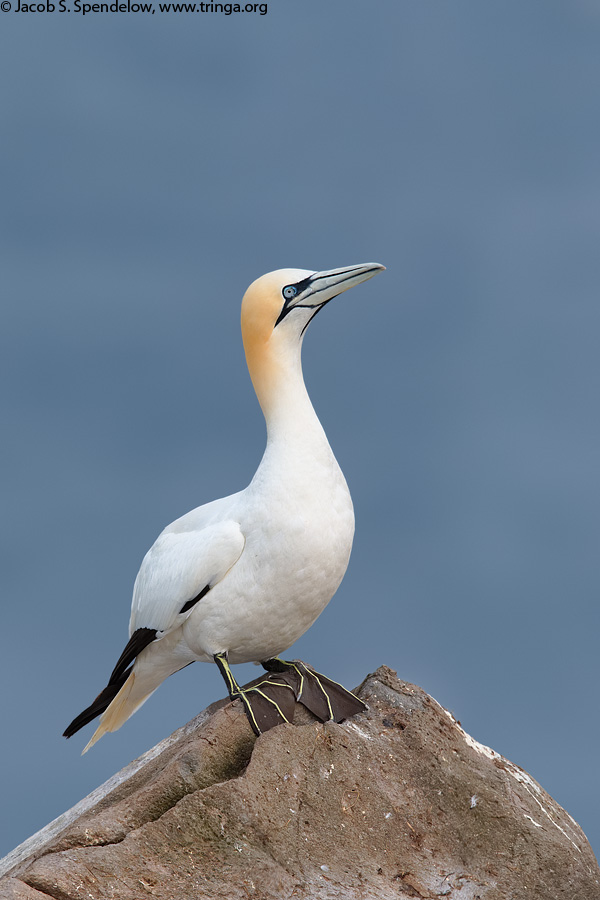 Northern Gannet