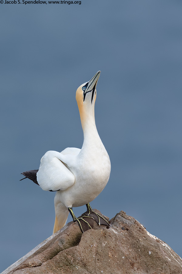 Northern Gannet