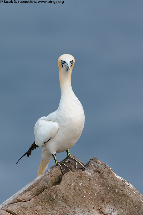 Northern Gannet