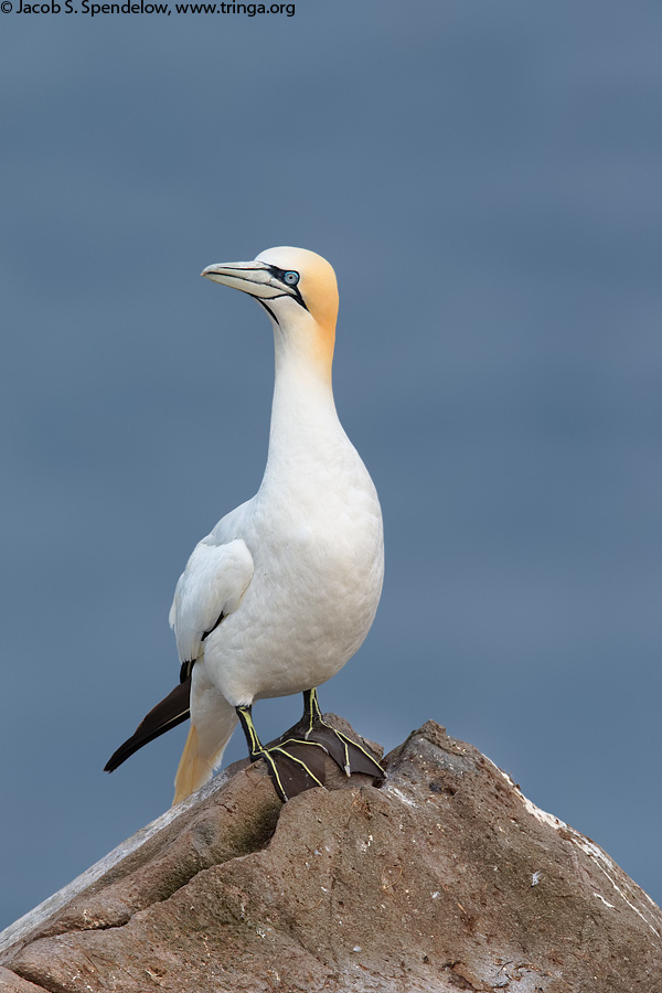 Northern Gannet