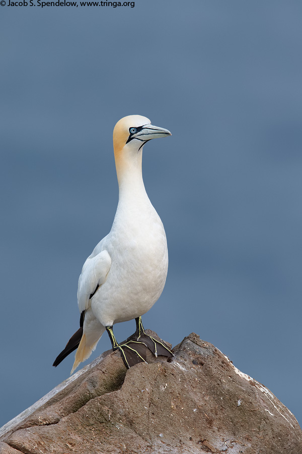 Northern Gannet