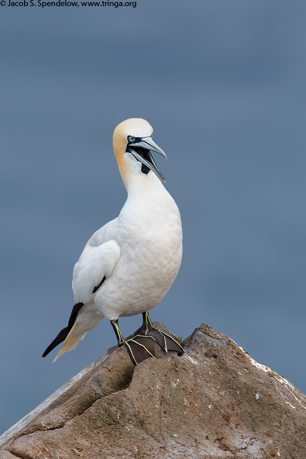 Northern Gannet