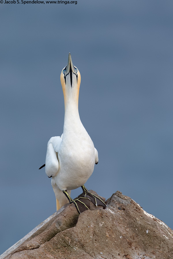 Northern Gannet