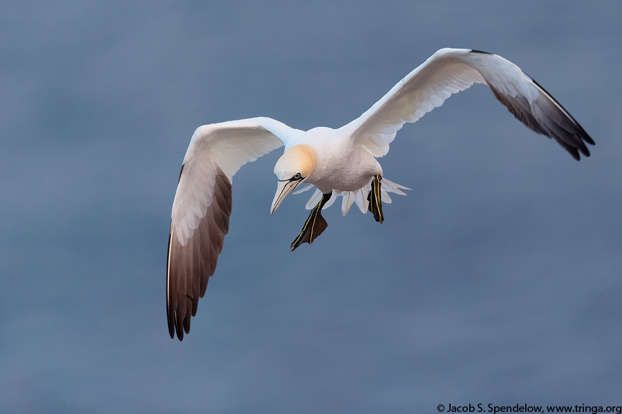 Northern Gannet