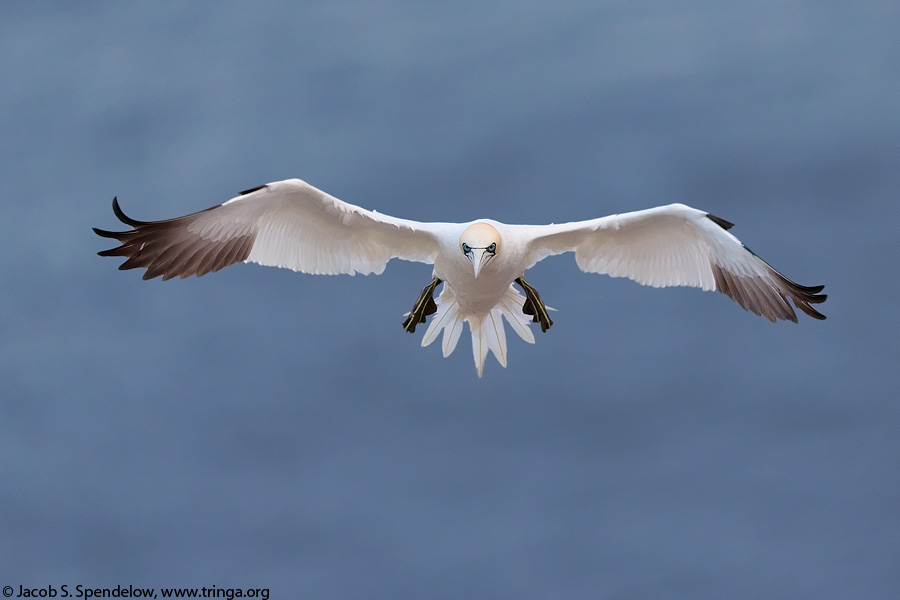 Northern Gannet