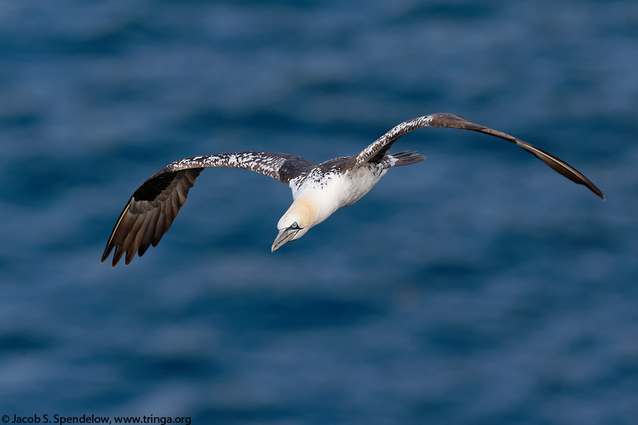 Northern Gannet