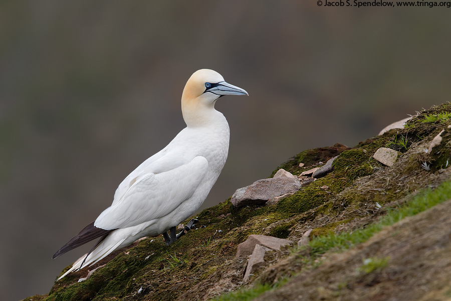 Northern Gannet