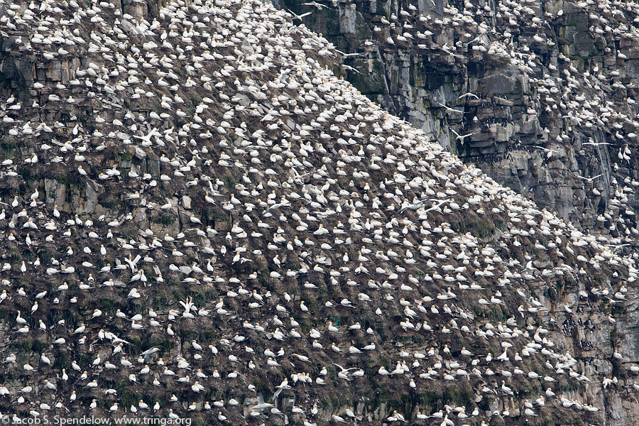 Northern Gannet