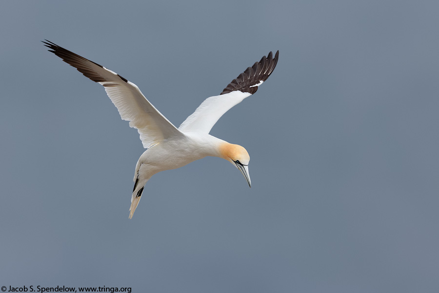 Northern Gannet