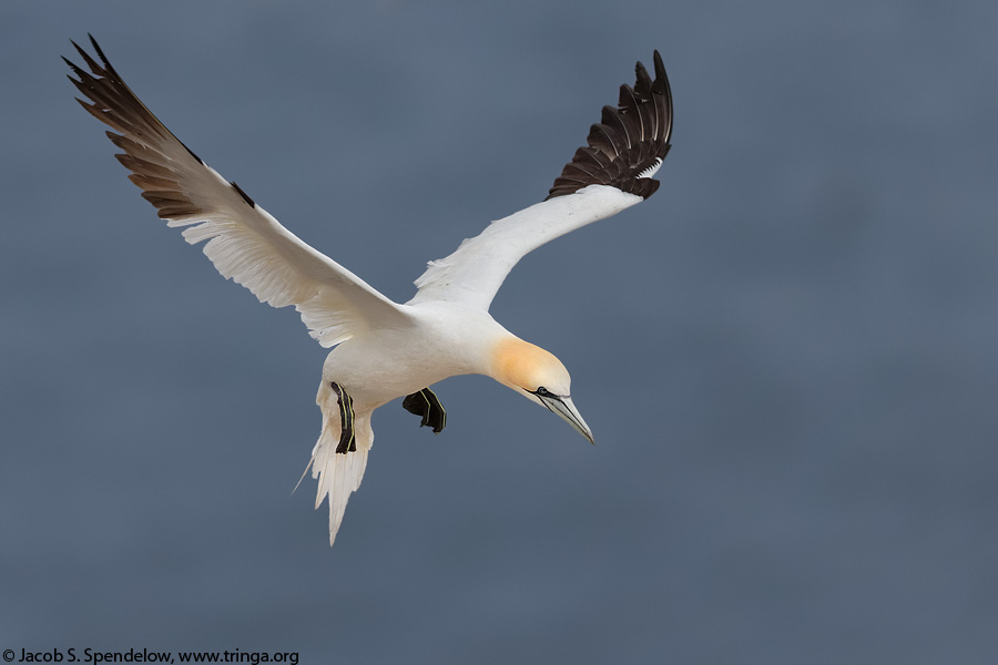 Northern Gannet