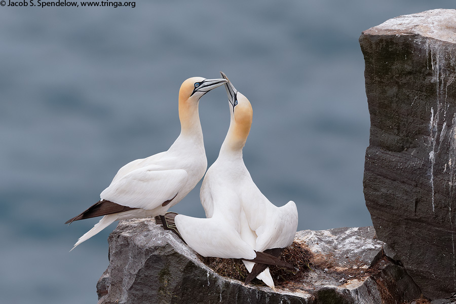 Northern Gannet