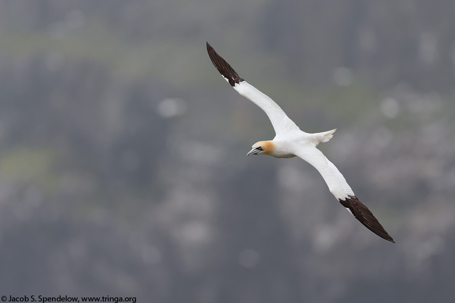 Northern Gannet