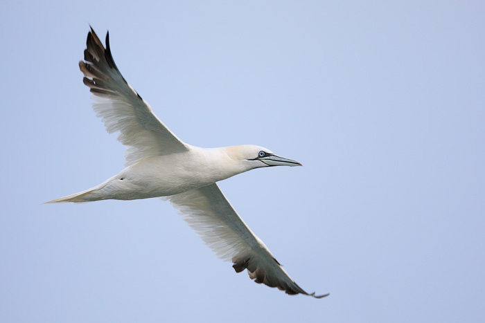 Northern Gannet