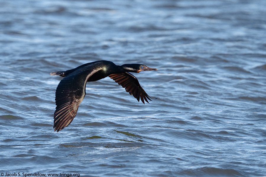 Brandt's Cormorant