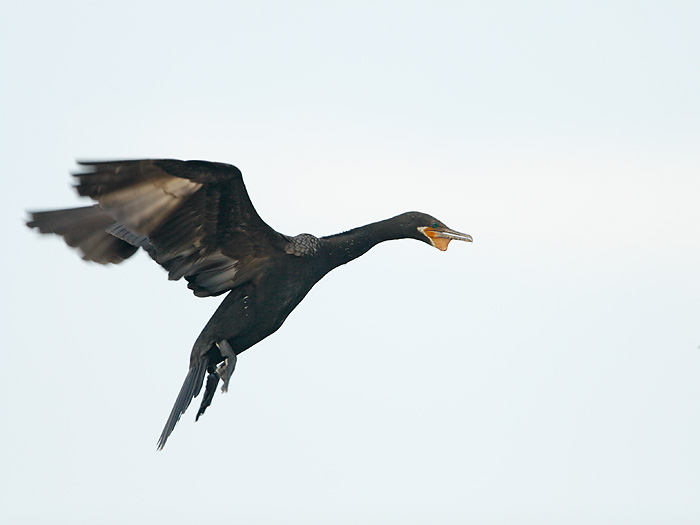 Neotropic Cormorant