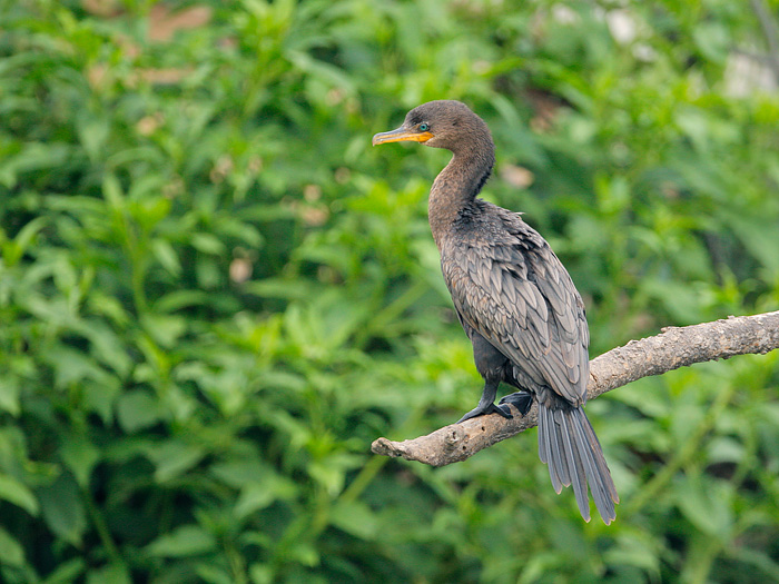 Neotropic Cormorant