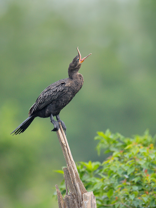 Neotropic Cormorant