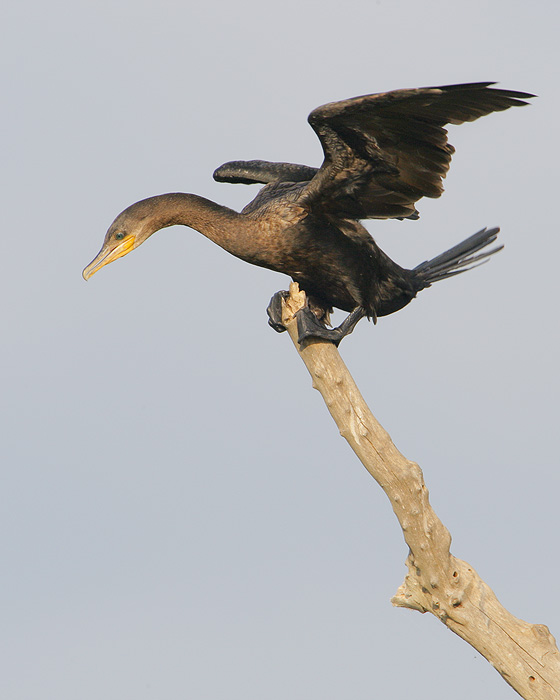 Neotropic Cormorant