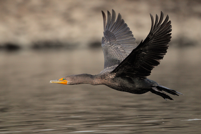 Double-crested Cormorant