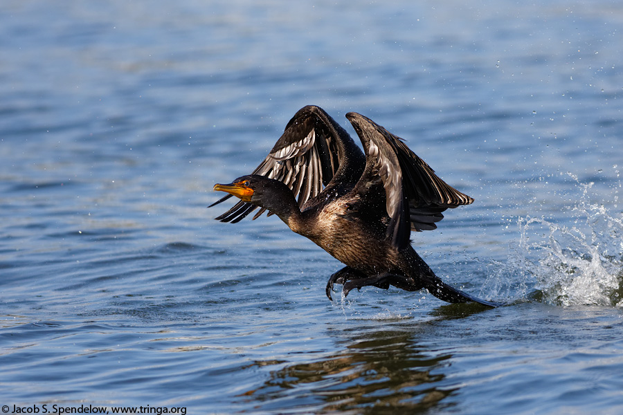 Double-crested Cormorant