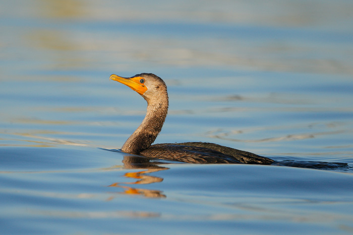 Double-crested Cormorant