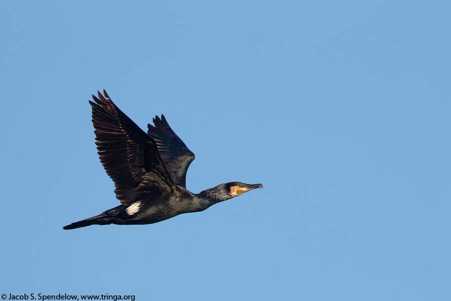 Great Cormorant