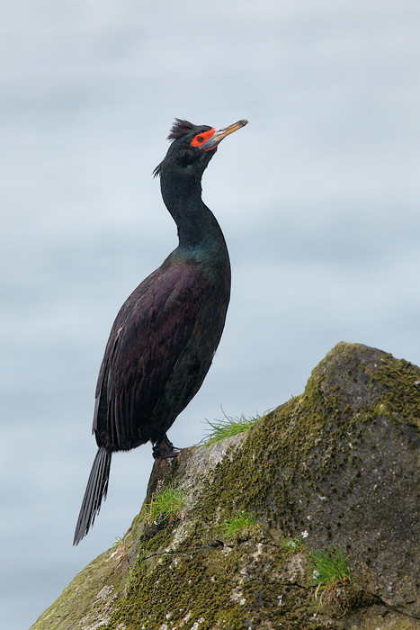 Red-faced Cormorant