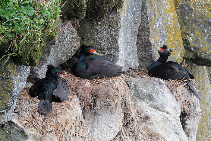 Red-faced Cormorant