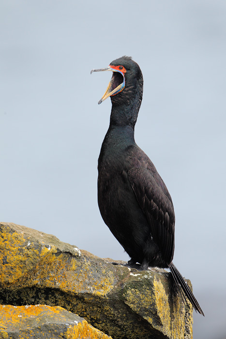 Red-faced Cormorant