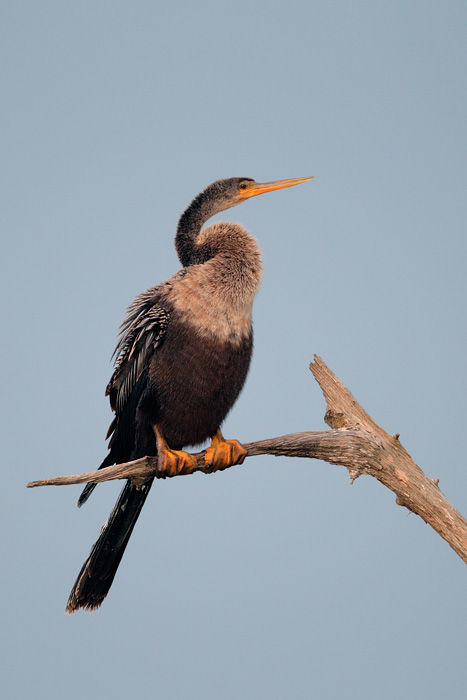 Anhinga