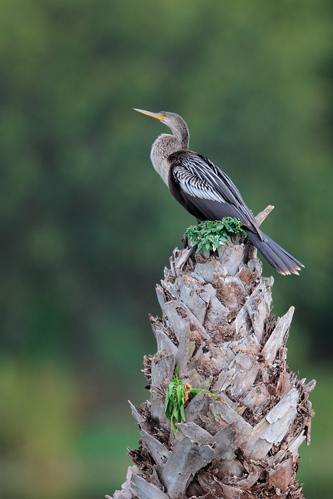 Anhinga