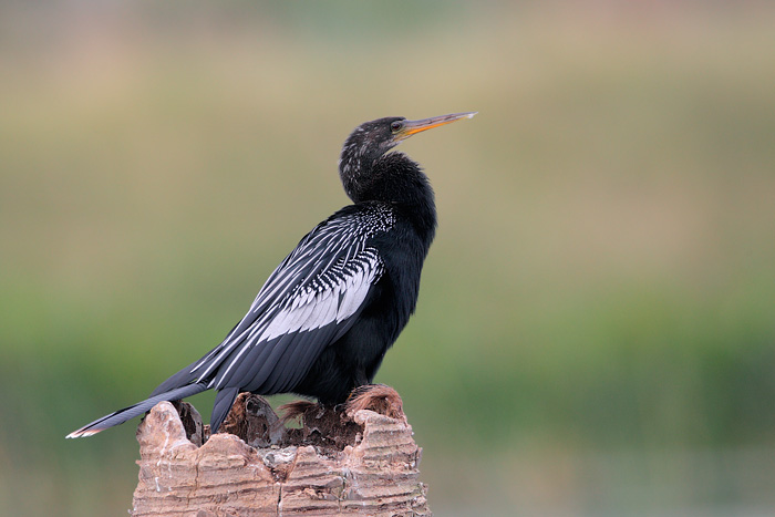 Anhinga