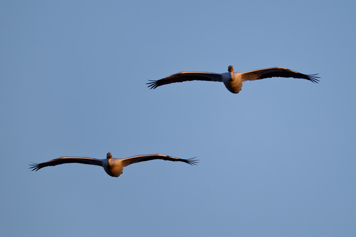 American White Pelican