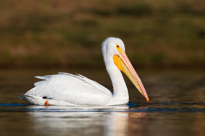 American White Pelican