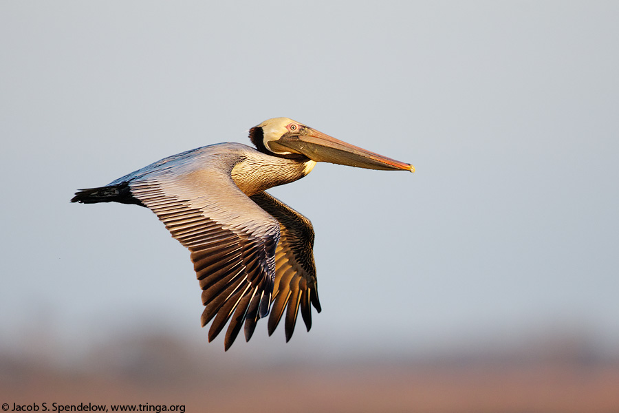 Brown Pelican