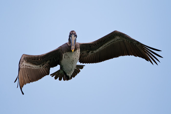 Brown Pelican