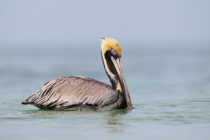 Brown Pelican