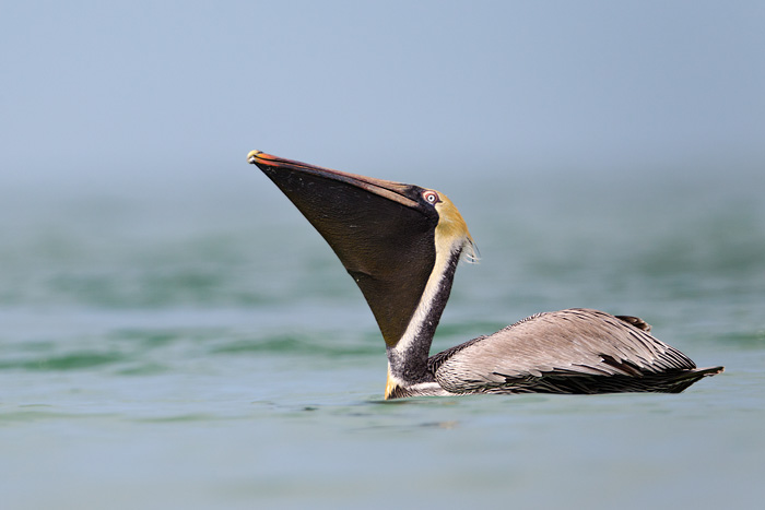 Brown Pelican