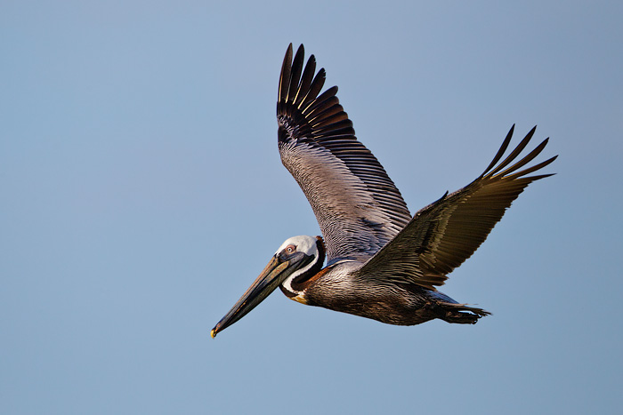 Brown Pelican