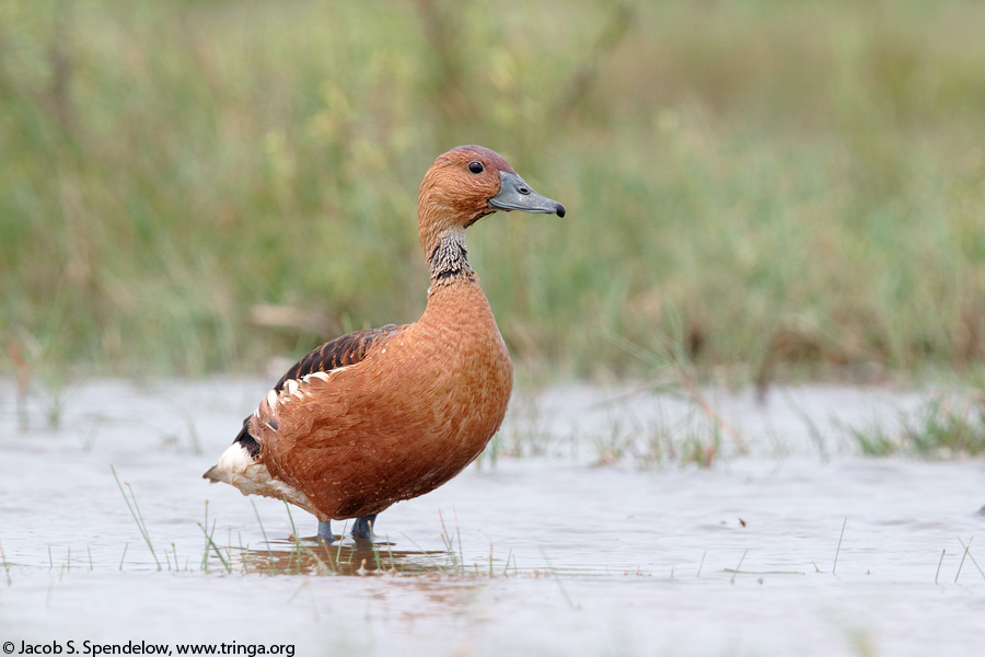 Fulvous Whistling-Duck