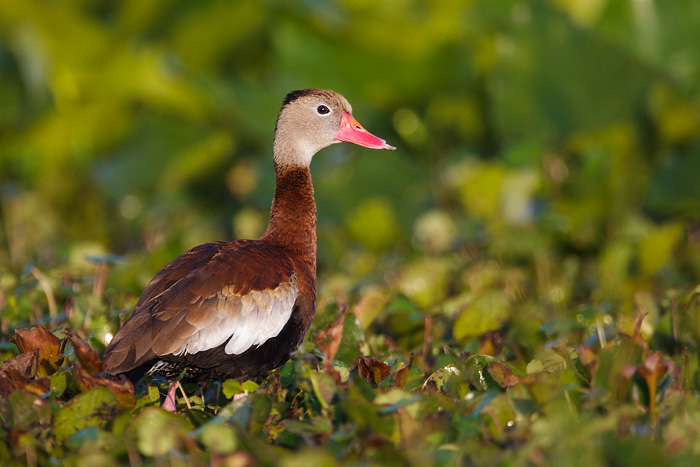 Black-bellied Whistling-Duck