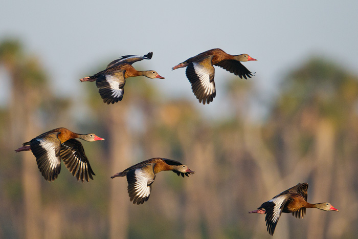 Black-bellied Whistling-Duck