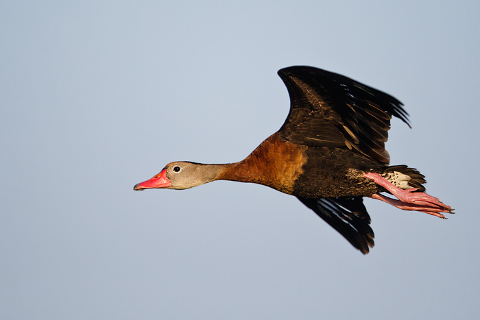 Black-bellied Whistling-Duck