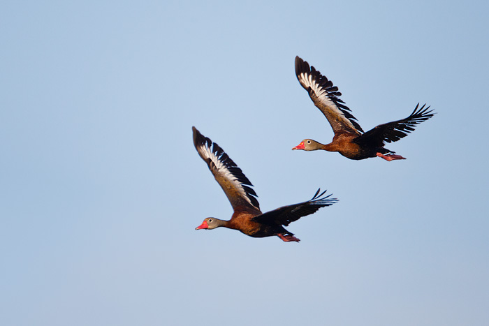 Black-bellied Whistling-Duck