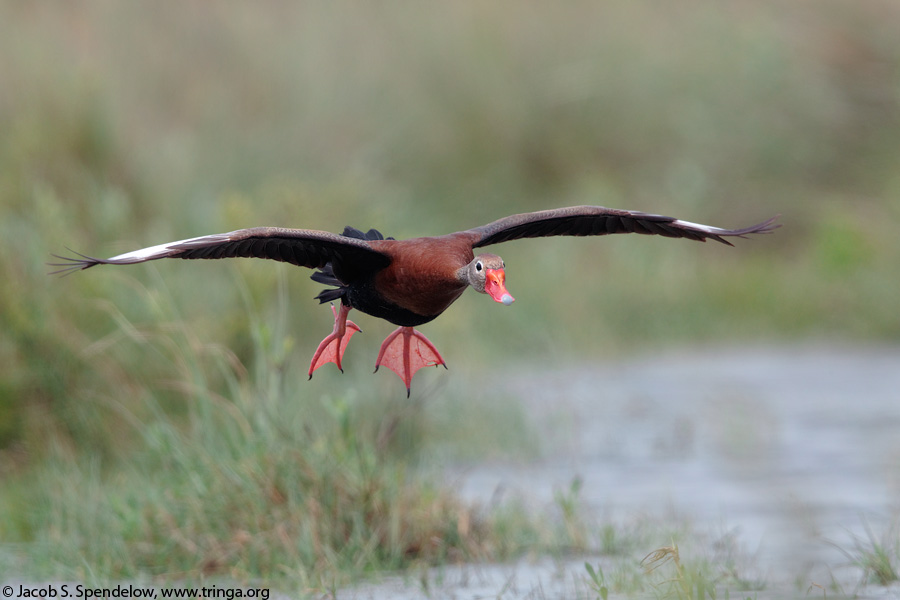 Black-bellied Whistling-Duck