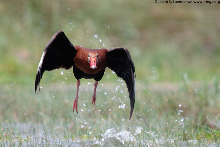 Black-bellied Whistling-Duck